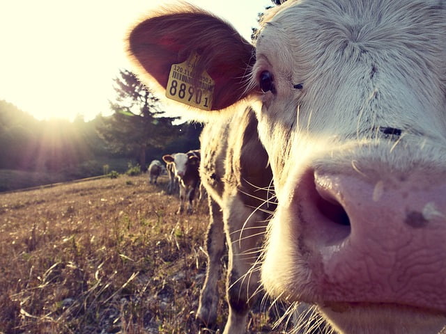 Life on the Farm
