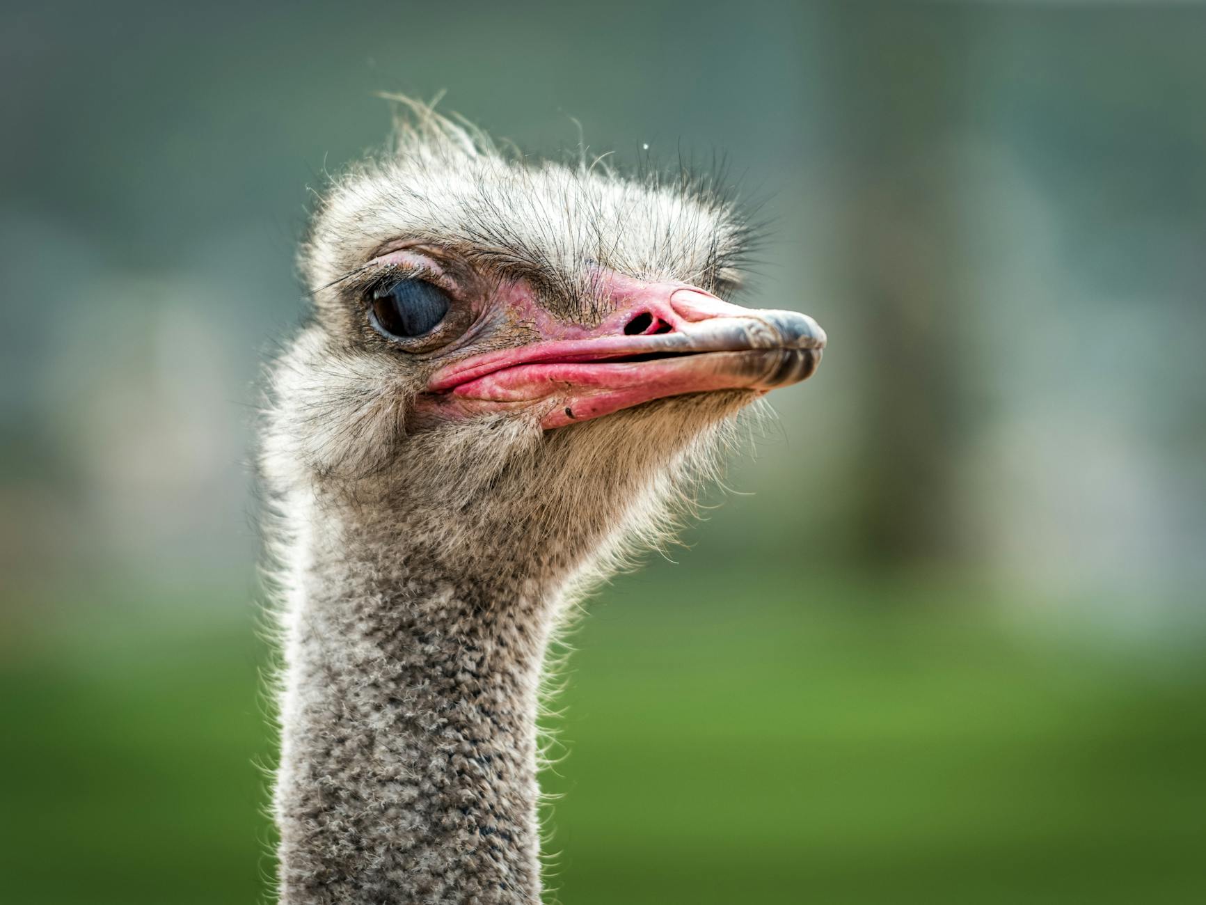 close up photo of ostrich