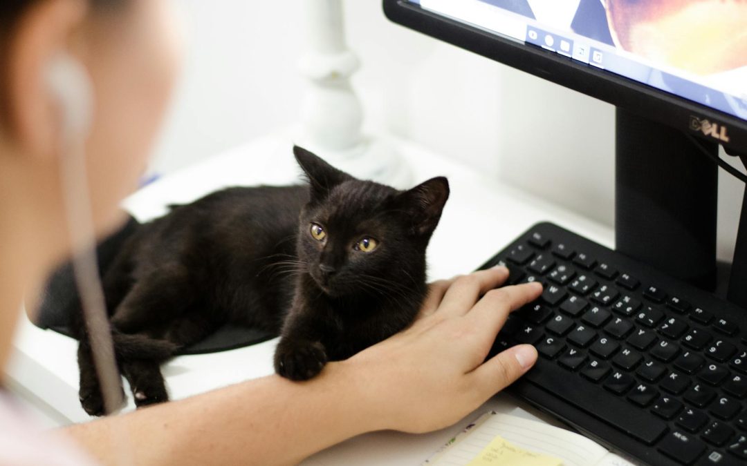 Busy Bee Editing Hints & Tips for 2025