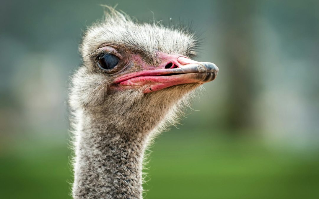 OSTRICHES BEWARE! YOU CAN’T HIDE YOUR HEAD IN THE SAND ANY MORE